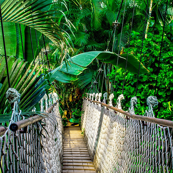 The Amazon, South America