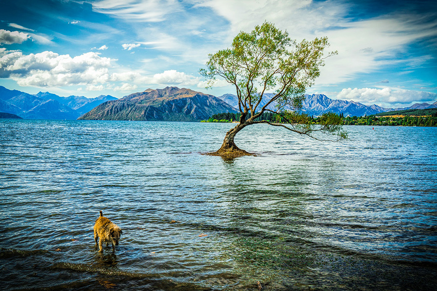 Wanaka, New Zealand